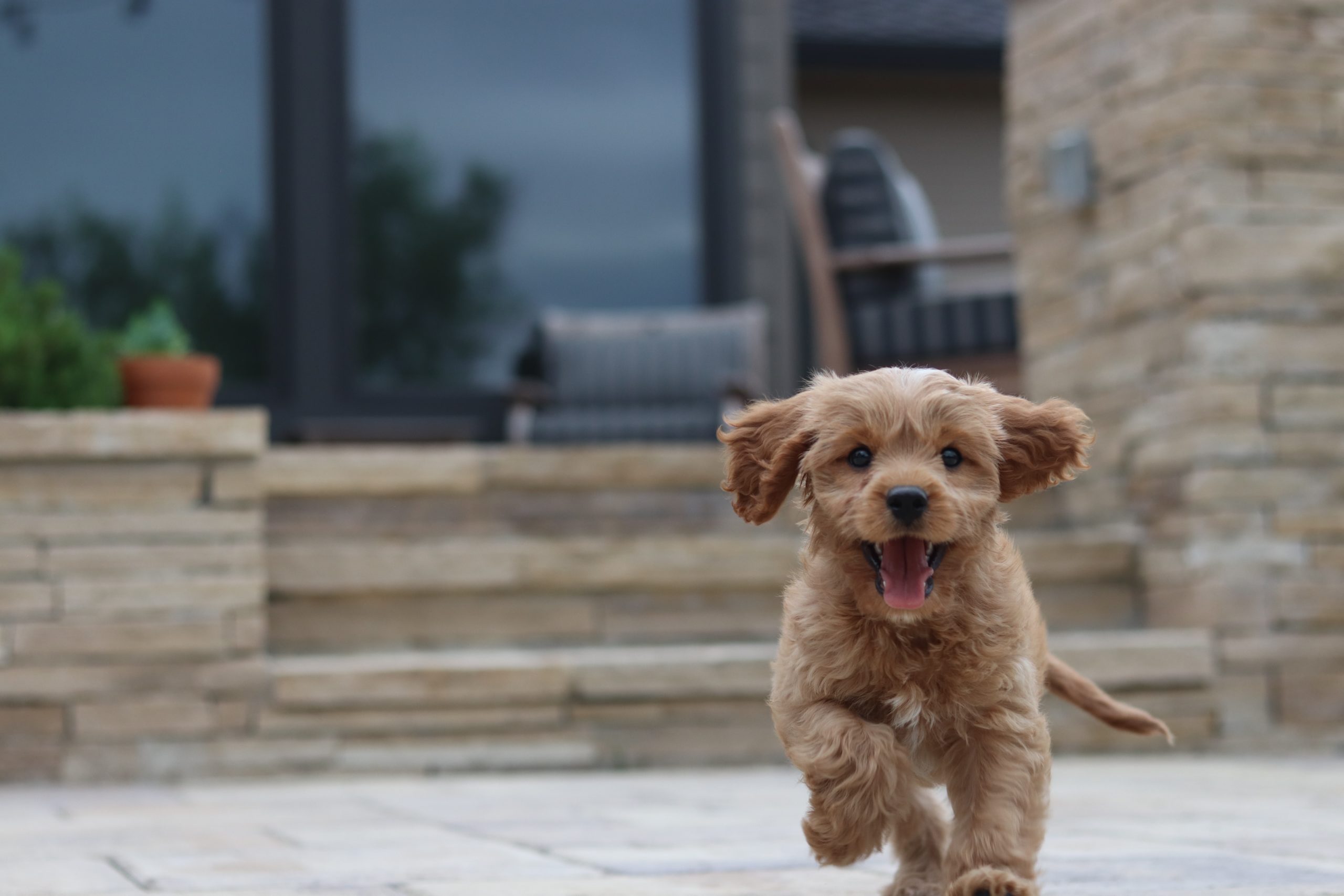 puppy