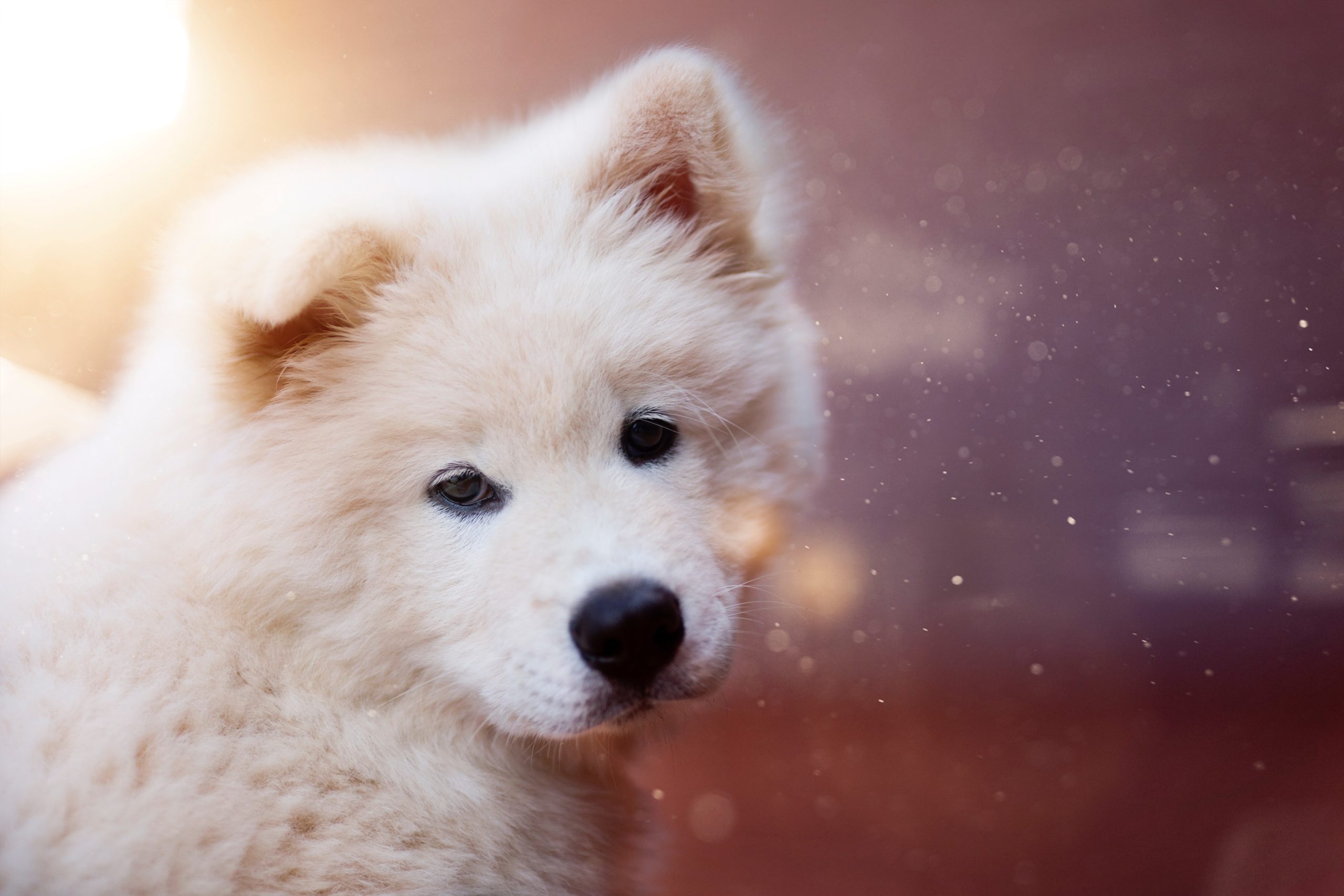 cute dog