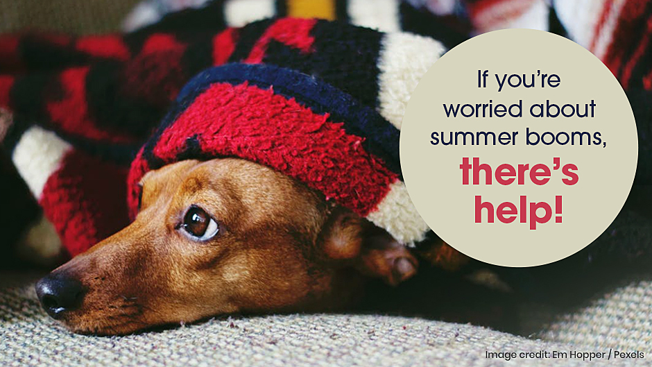 We Can Help Your Pet with Summer Booms