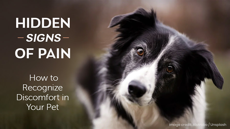 Discomfort in Your Pet