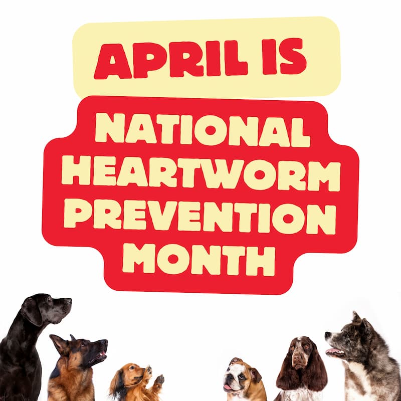 Heartworm Prevention Month Heartworm Prevention Month