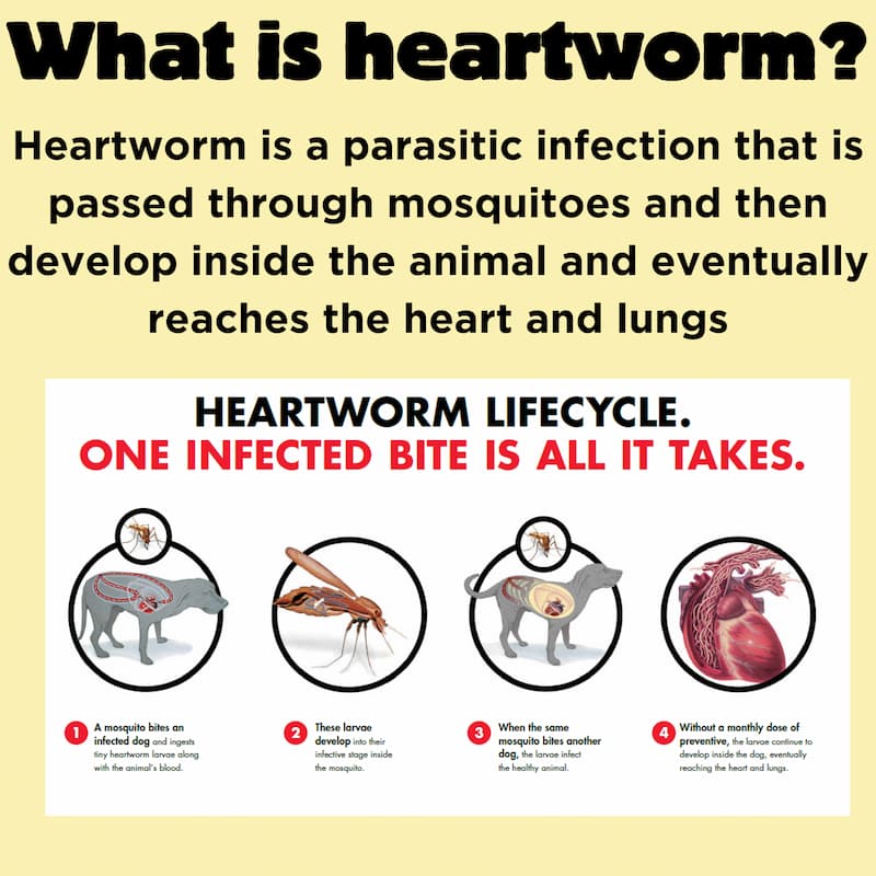 Heartworm Prevention Month Heartworm Prevention Month