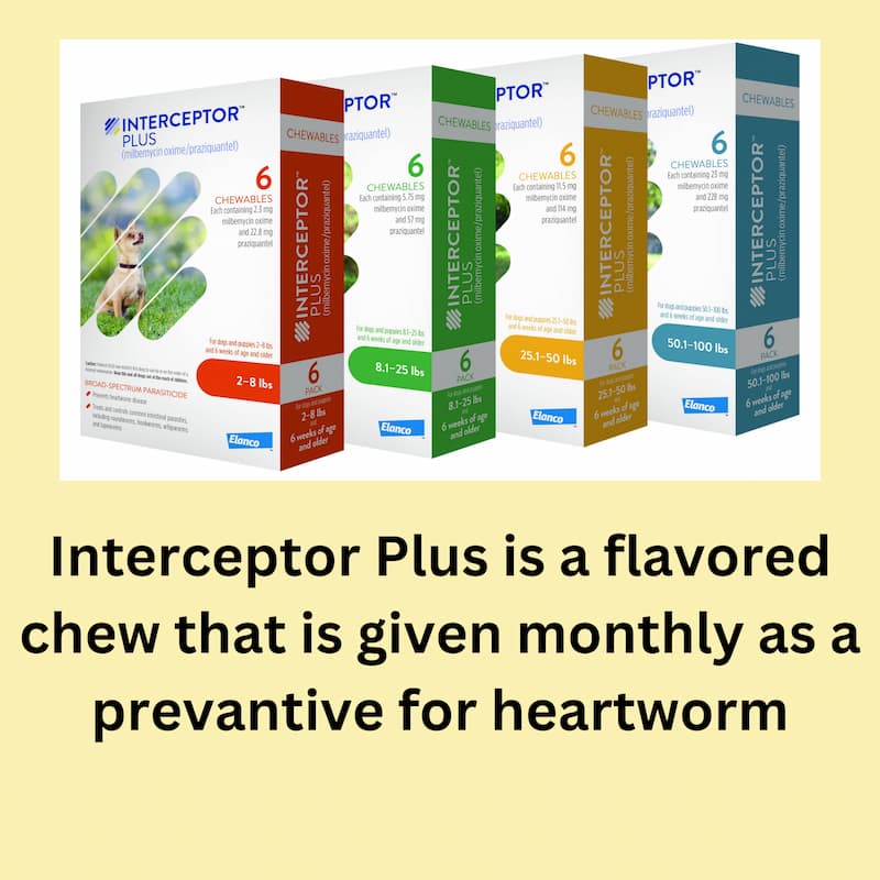 Heartworm Prevention Month Heartworm Prevention Month