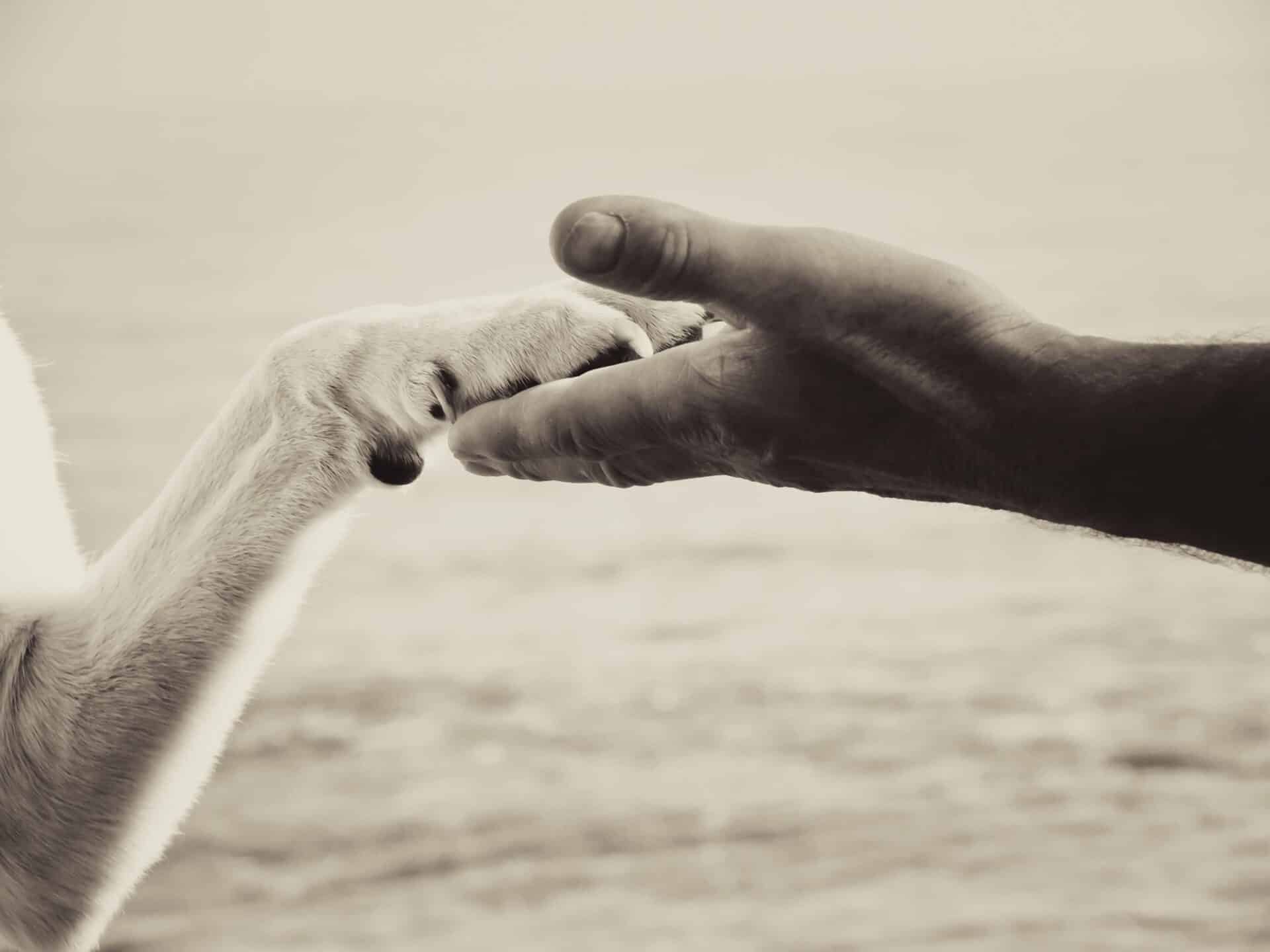 Cremation Services with Dignity