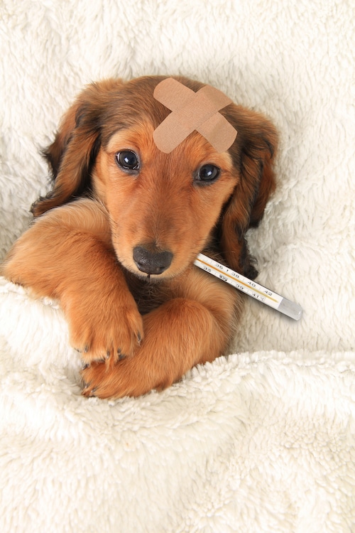 Experiencing a pet emergency