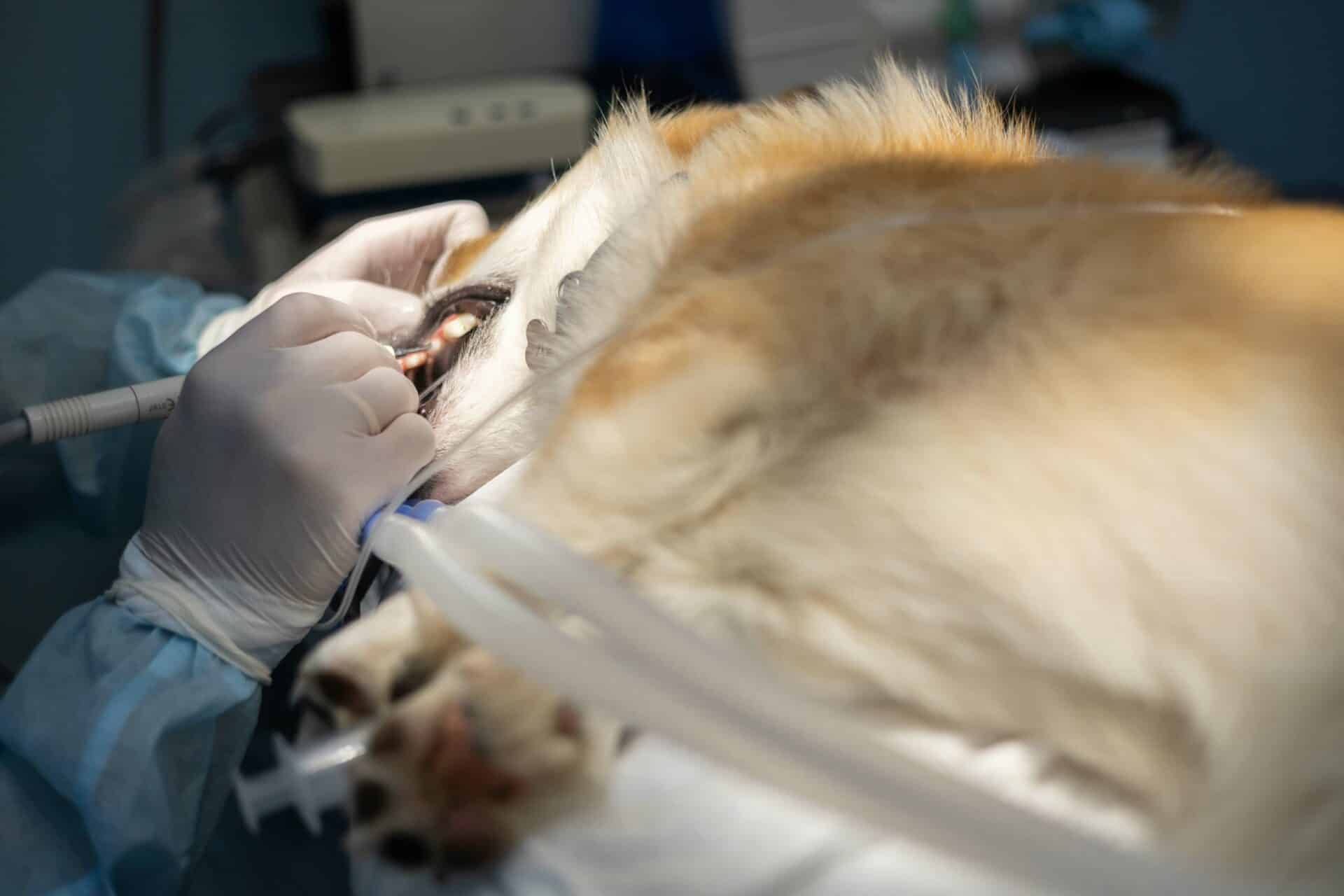 Local Care, Advanced Capabilities