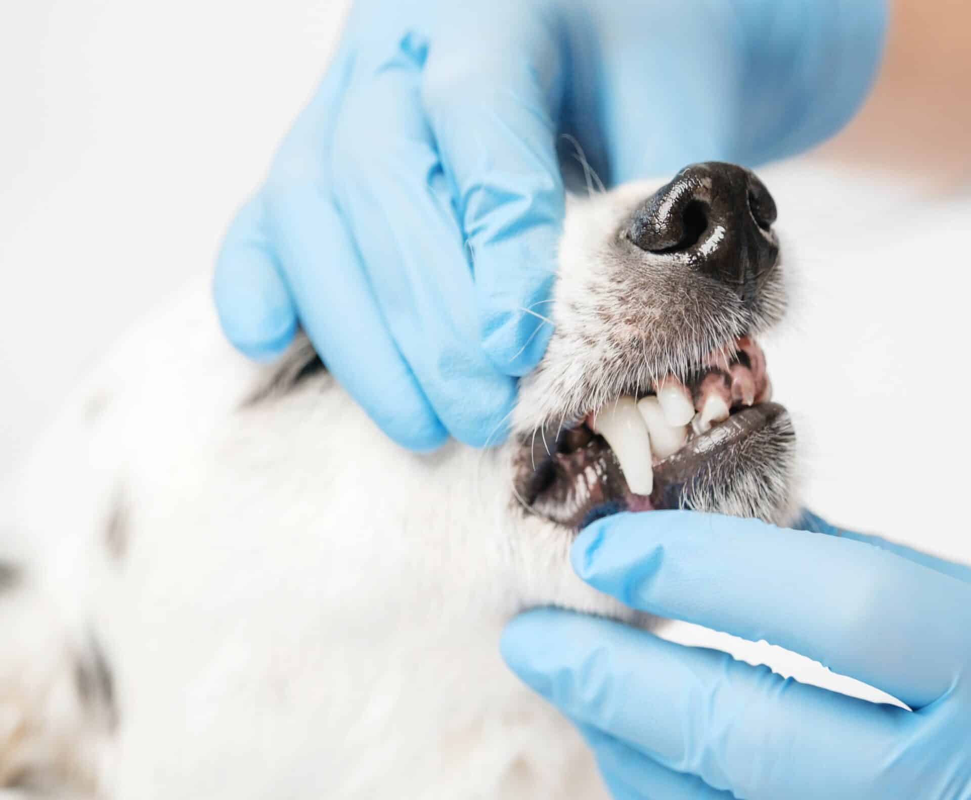 Pet Dentistry