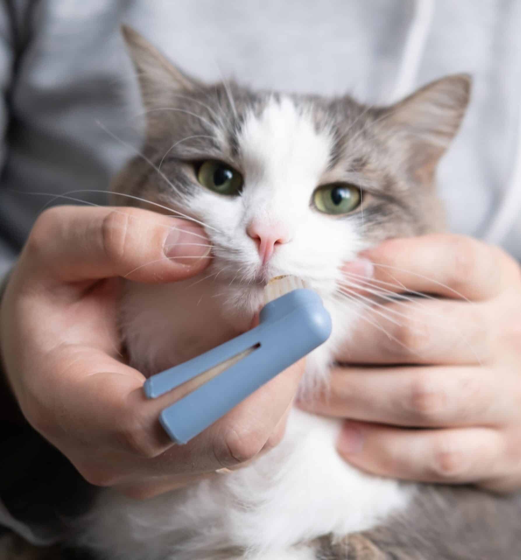 Preventive Dental Care for Dogs and Cats