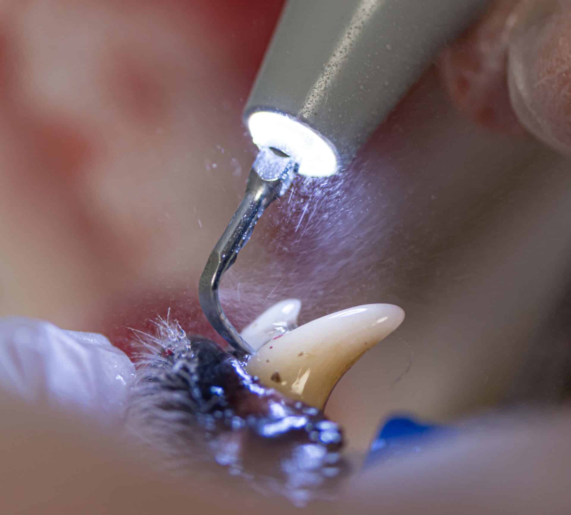 Professional Dog and Cat Dental Cleaning