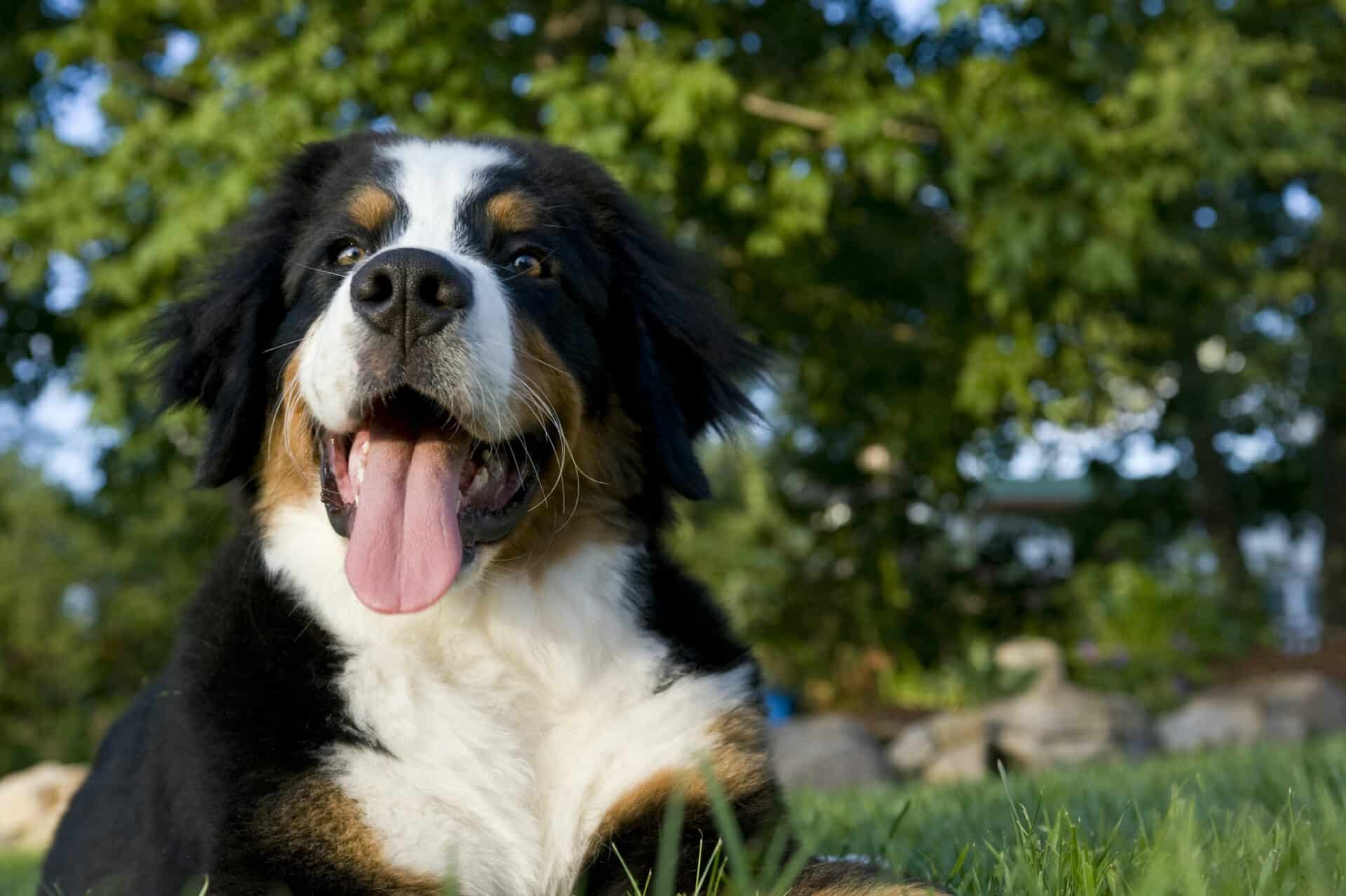 Senior Pet Care