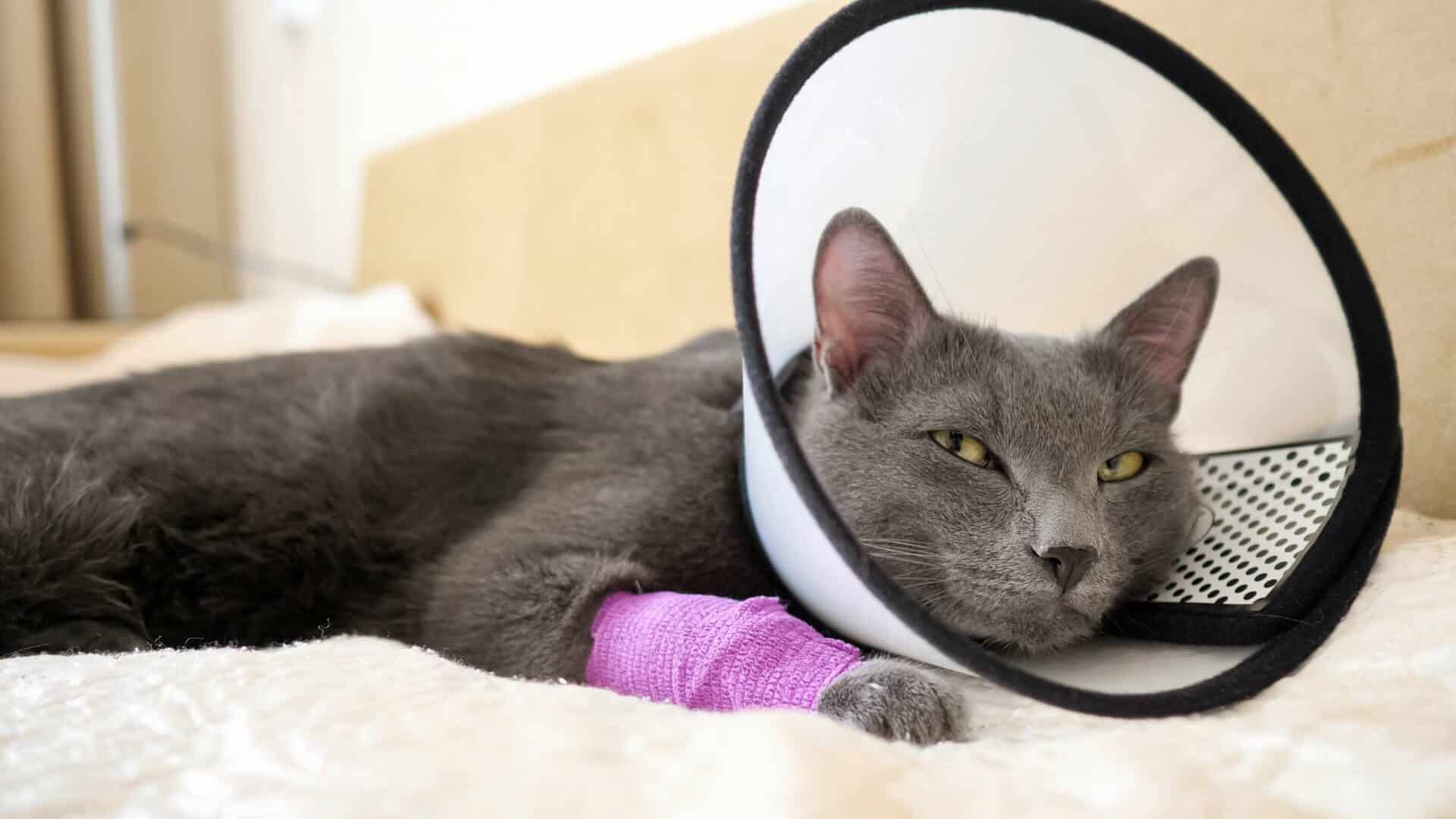 Soft Tissue Surgery