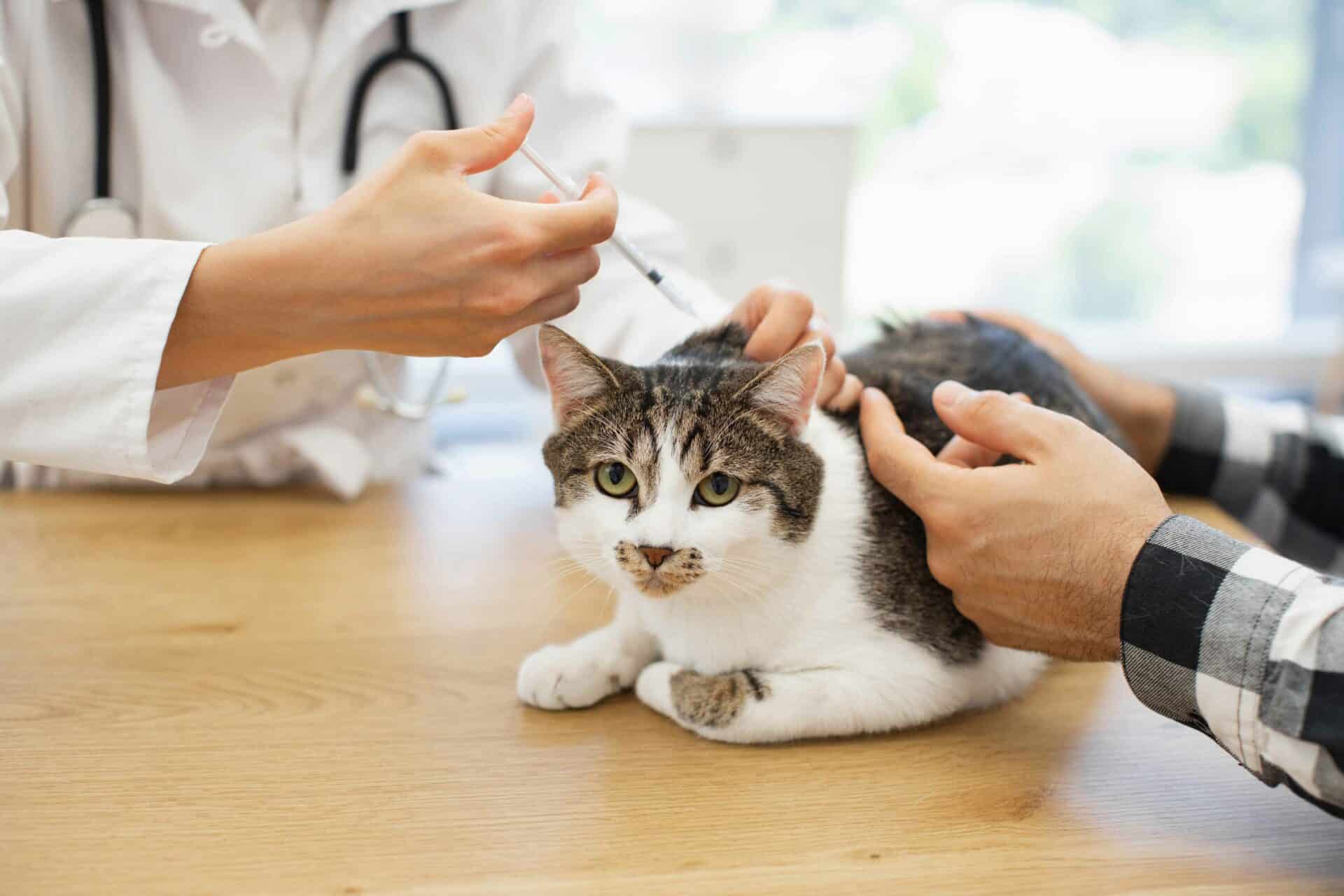 Vaccinations & Disease Testing